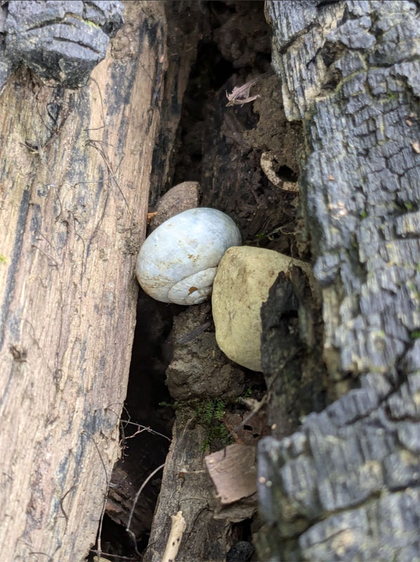 Schneckengehäuse zwischen zwei Baumstämmen